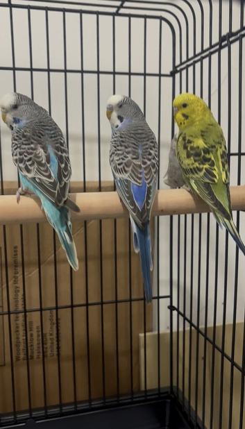 Baby Budgies available &pound;75 a pair
