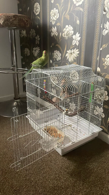 indian ringneck with cage