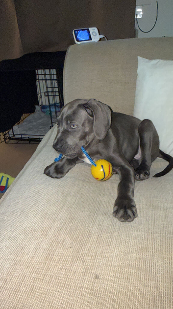 Cane corso cross