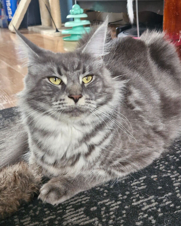 Adorable kitten looking a new home