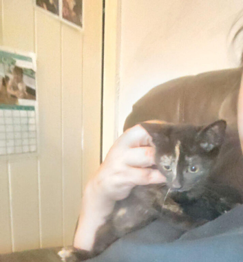 Kittens