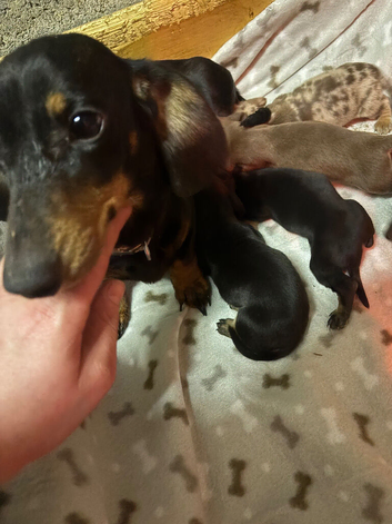 5 stunning Dachshund puppies
