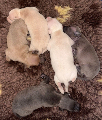 KC Reg Italian Greyhounds