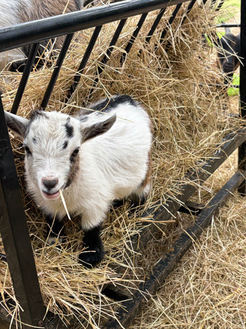 3 Pygmy goat kids for sale