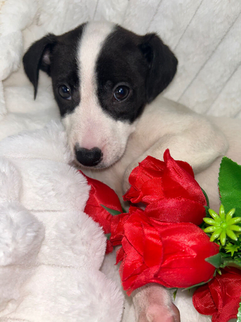Jack Russell one beautiful boy available
