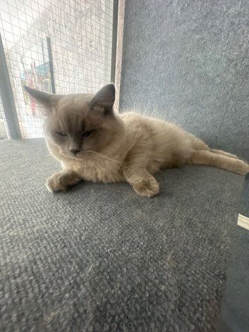 RAGDOLL KITTENS, MINK & BLUE POINTS.