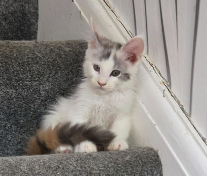 TICA REGISTERED STUNNING KITTENS
