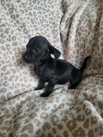 READY NOW!! Cockapoo x chihuahua girls