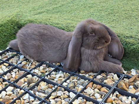 French lops