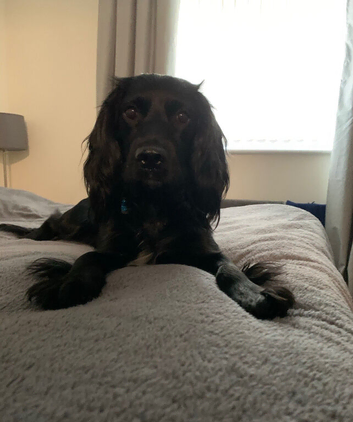 Approx 7year old spaniel