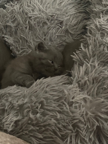 cute little British shorthair kittens