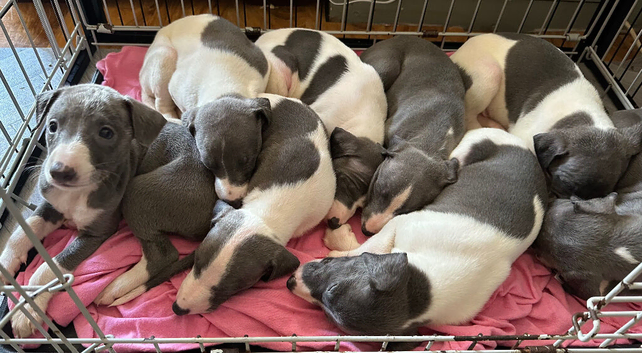 Whippet x Italian greyhound puppies !!
