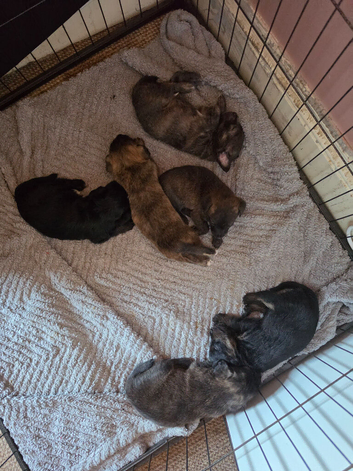 Shih-tzu x yorkie x Jacapoo puppies
