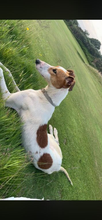 14 month saluki bull grey