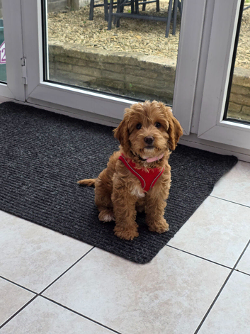 Cockapoo puppy F2