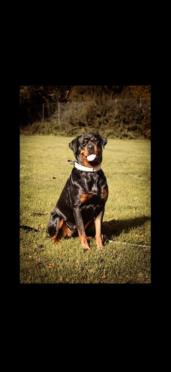 Rottweilers puppy&rsquo;s