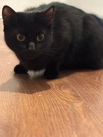 Amara 1 and a half years old female