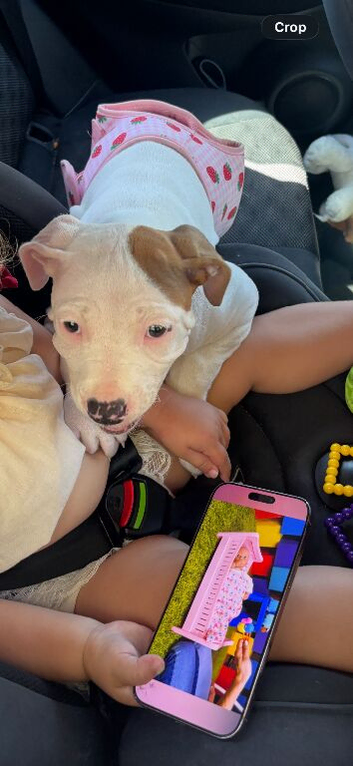 10 weeks old American bulldog girl