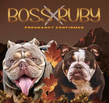 Top tier British bulldogs
