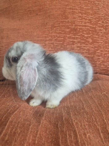 Mini lop doe