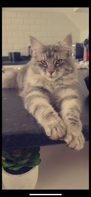 Maine coon cross refining due to move