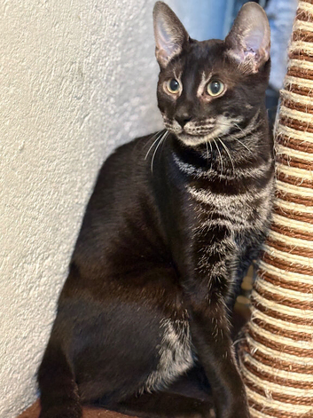 2 beautiful charcoal bengals