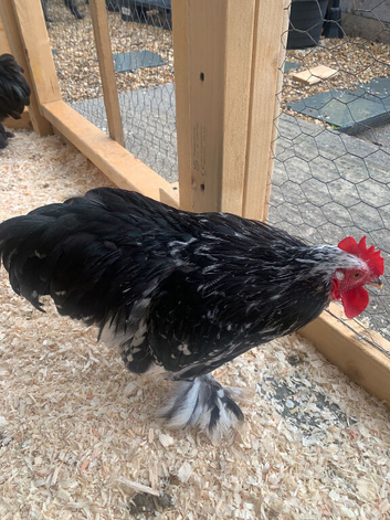 Chickens