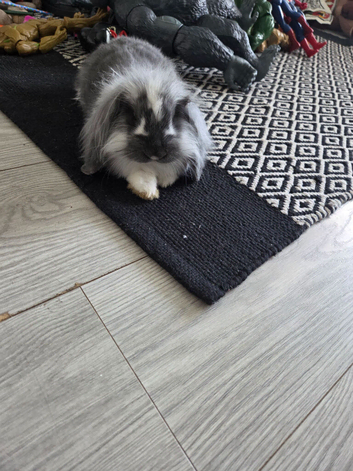 Rabbit mini lop