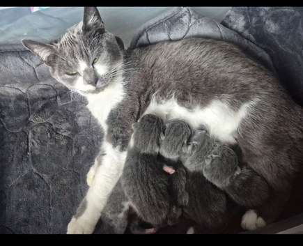 For beautiful grey and grey and white kittens