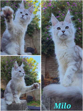 Pedigree Maine Coon Boys