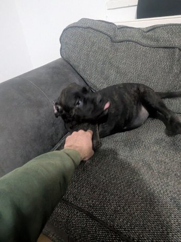 Cane corso puppies 4 females