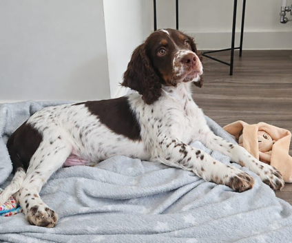 Beautiful springer spaniel