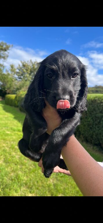 2 stunning black boys left