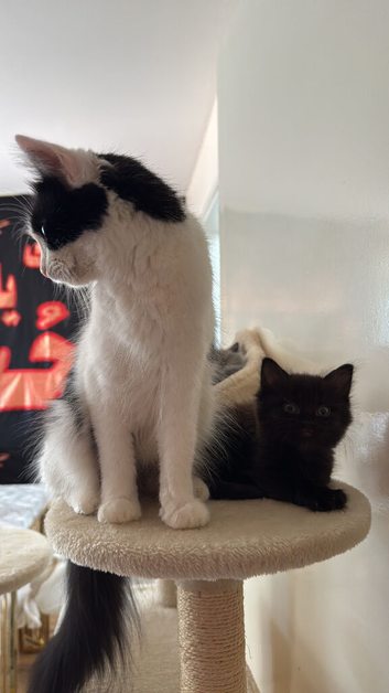 Kitten for adopt