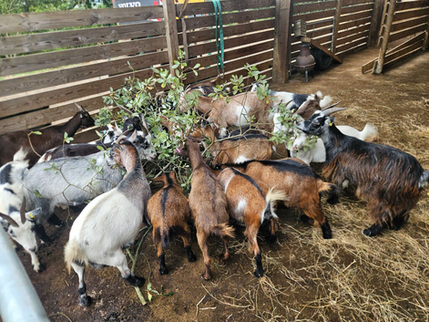 Pygmy goats