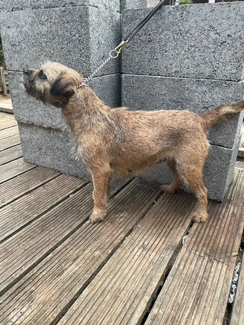 Border terrier puppy SLEM CLEAR