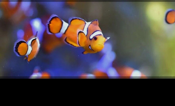Clownfish