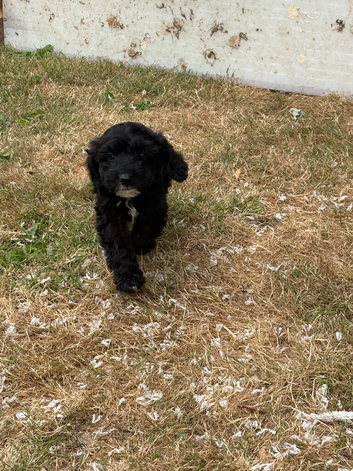 Cockapoo boy pup