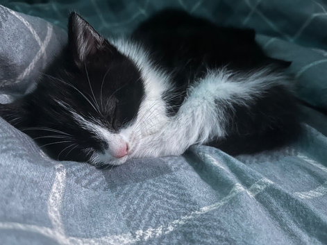 black and white kitten