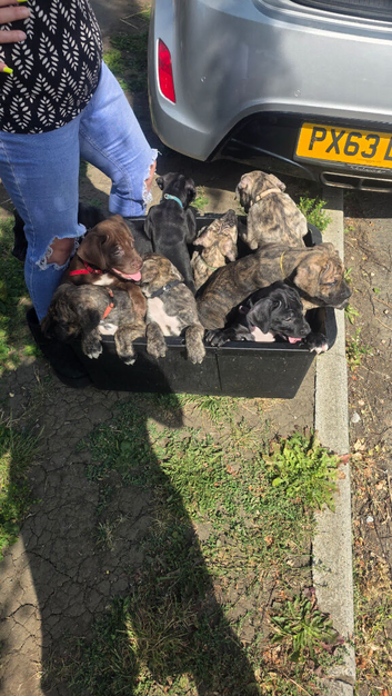 Presa canario x American bulldog pups ready to leave