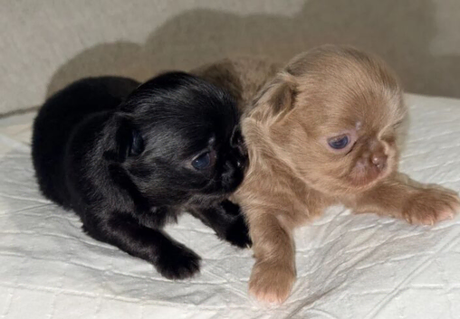 STUNNING SMALL LONG COAT RUSSIAN CHIHUAHUAS