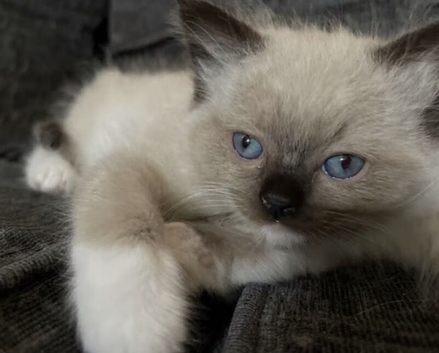 Beautiful full blue point ragdoll
