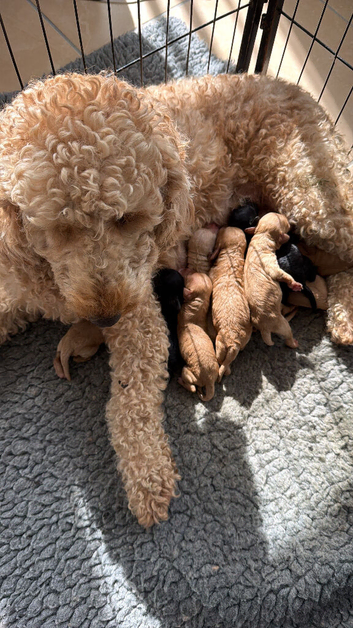 Cockapoo Puppies