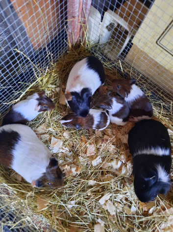 4 baby Guinea pigs