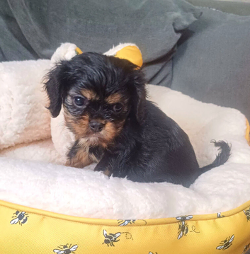 Beautiful cavalier king charles puppies