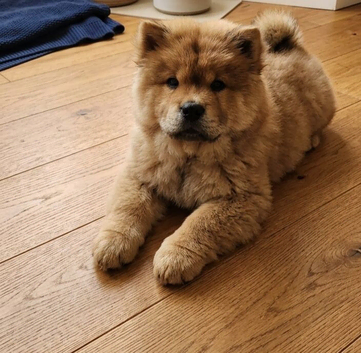 chow chow pup male