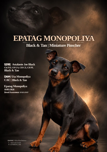 MINIATURE PINSCHER FOR STUD