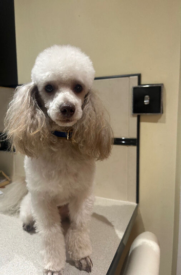 Toy KC reg Poodle (Stud) not for sale