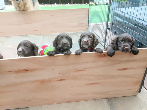 Beautiful Sprocker puppies