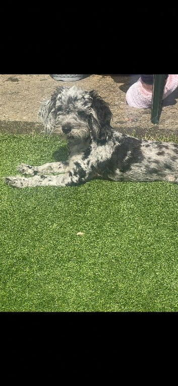 cockapoo toy F1B